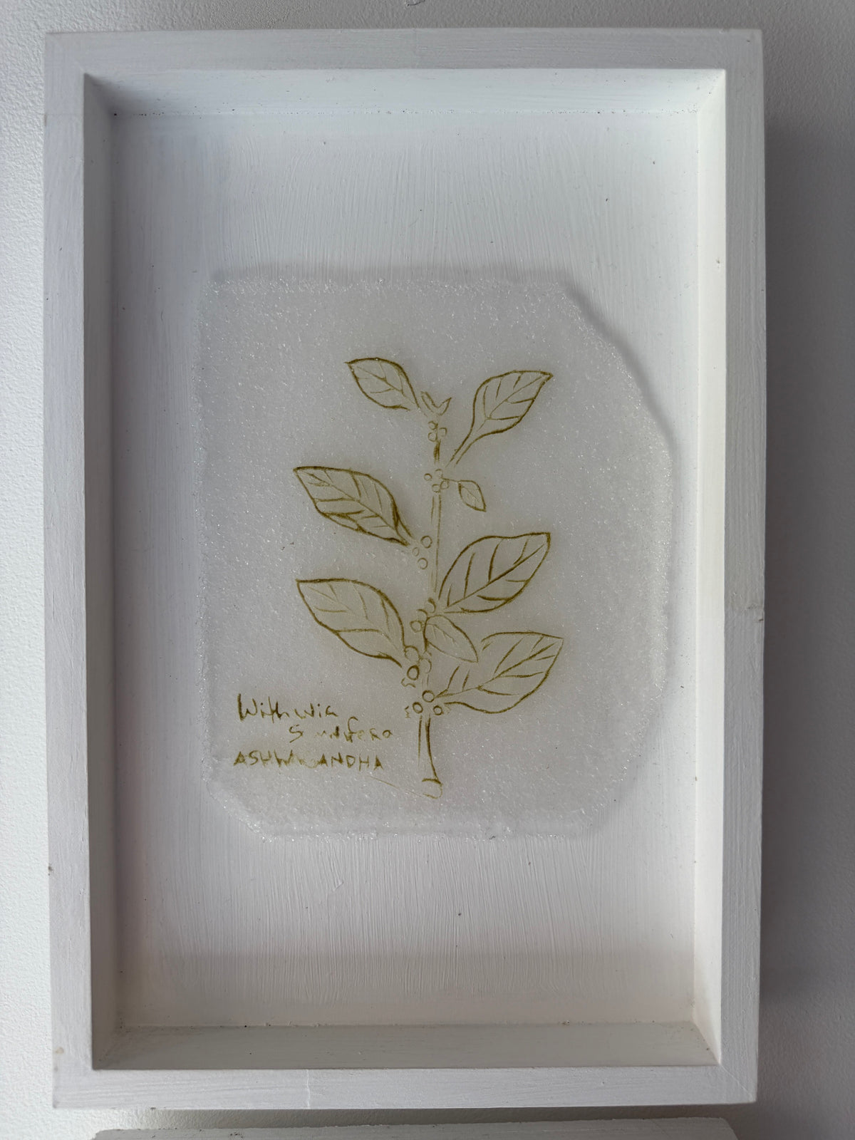 Caitlin Waugh, Sovereignty Herbs (set of 3)