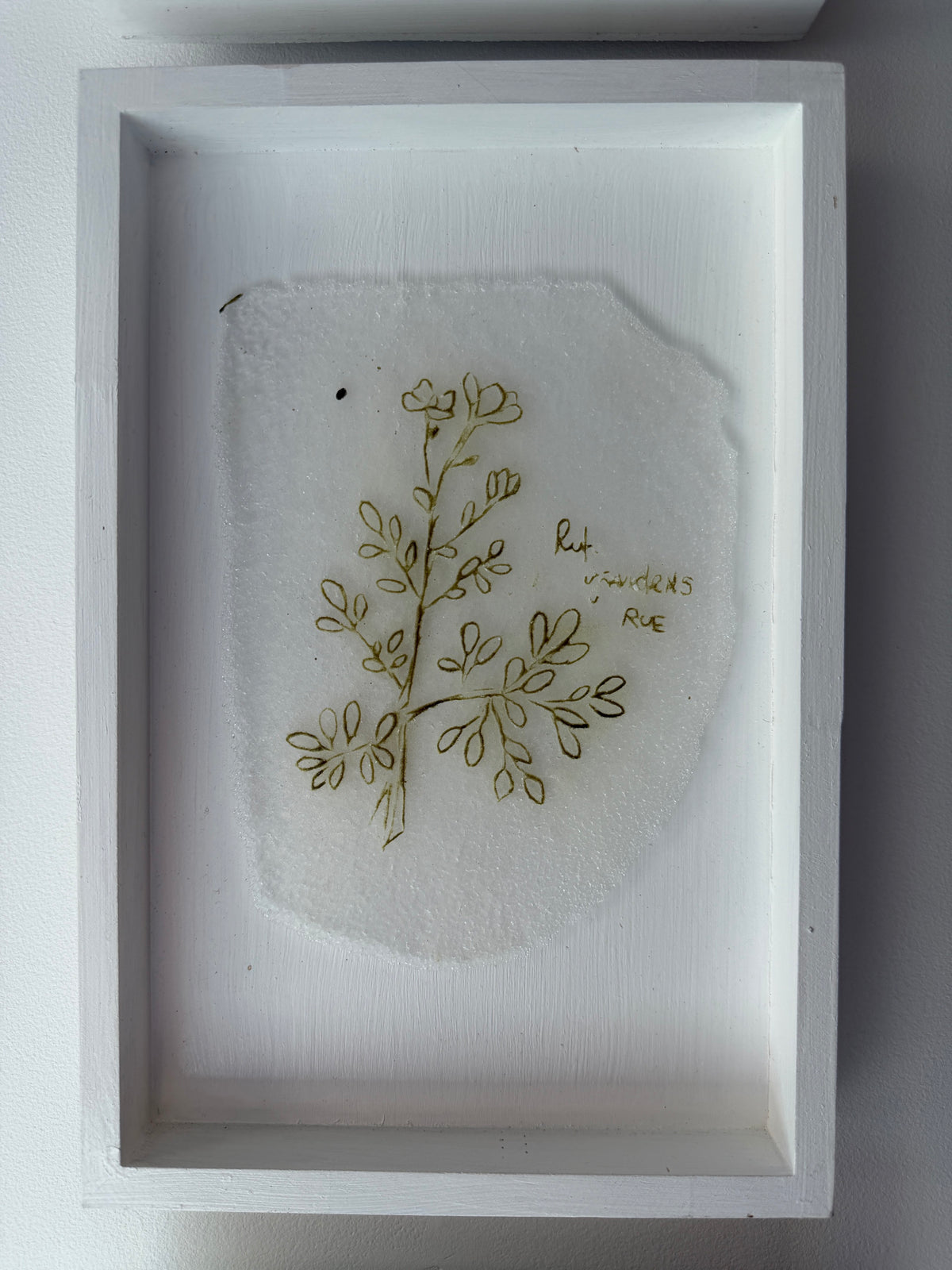 Caitlin Waugh, Sovereignty Herbs (set of 3)