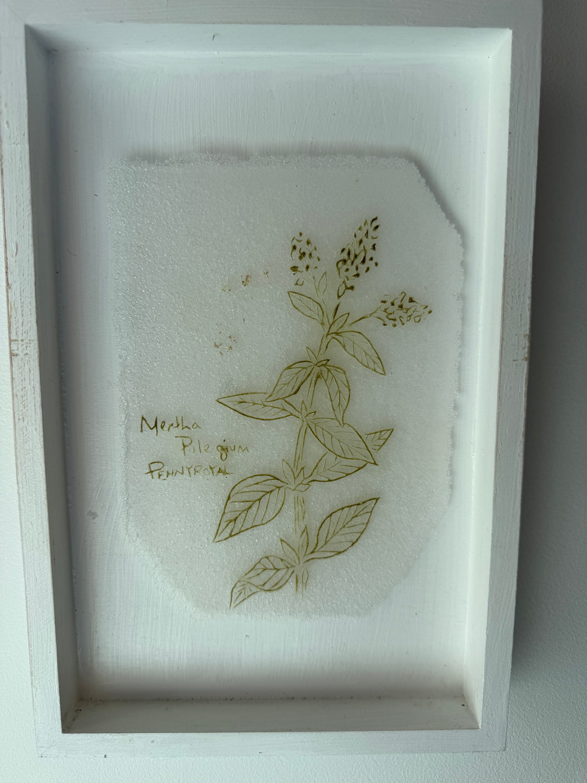Caitlin Waugh, Sovereignty Herbs (set of 3)